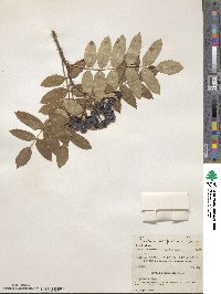 Sorbus scopulina image