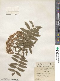 Sorbus scopulina image