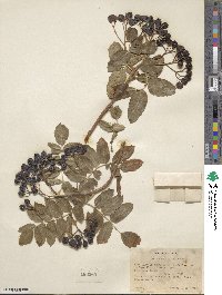 Sorbus scopulina image