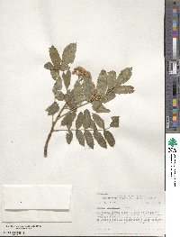 Sorbus scopulina image