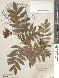 Sorbus scopulina image