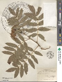 Sorbus scopulina image