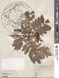 Sorbus scopulina image