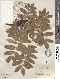 Sorbus scopulina image