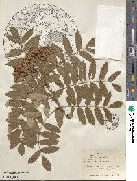 Sorbus scopulina image