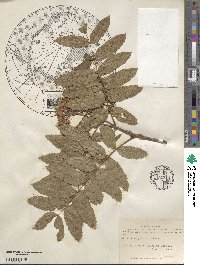 Sorbus scopulina image