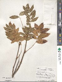 Sorbus scopulina image