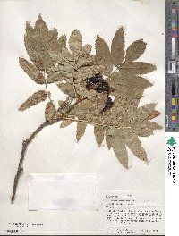 Sorbus scopulina image