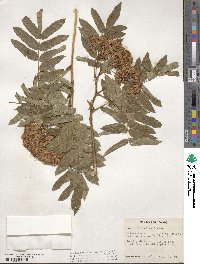 Sorbus scopulina image