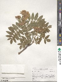 Sorbus scopulina image