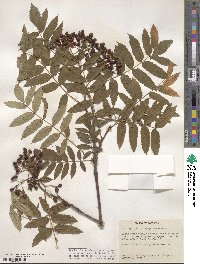 Sorbus scopulina image