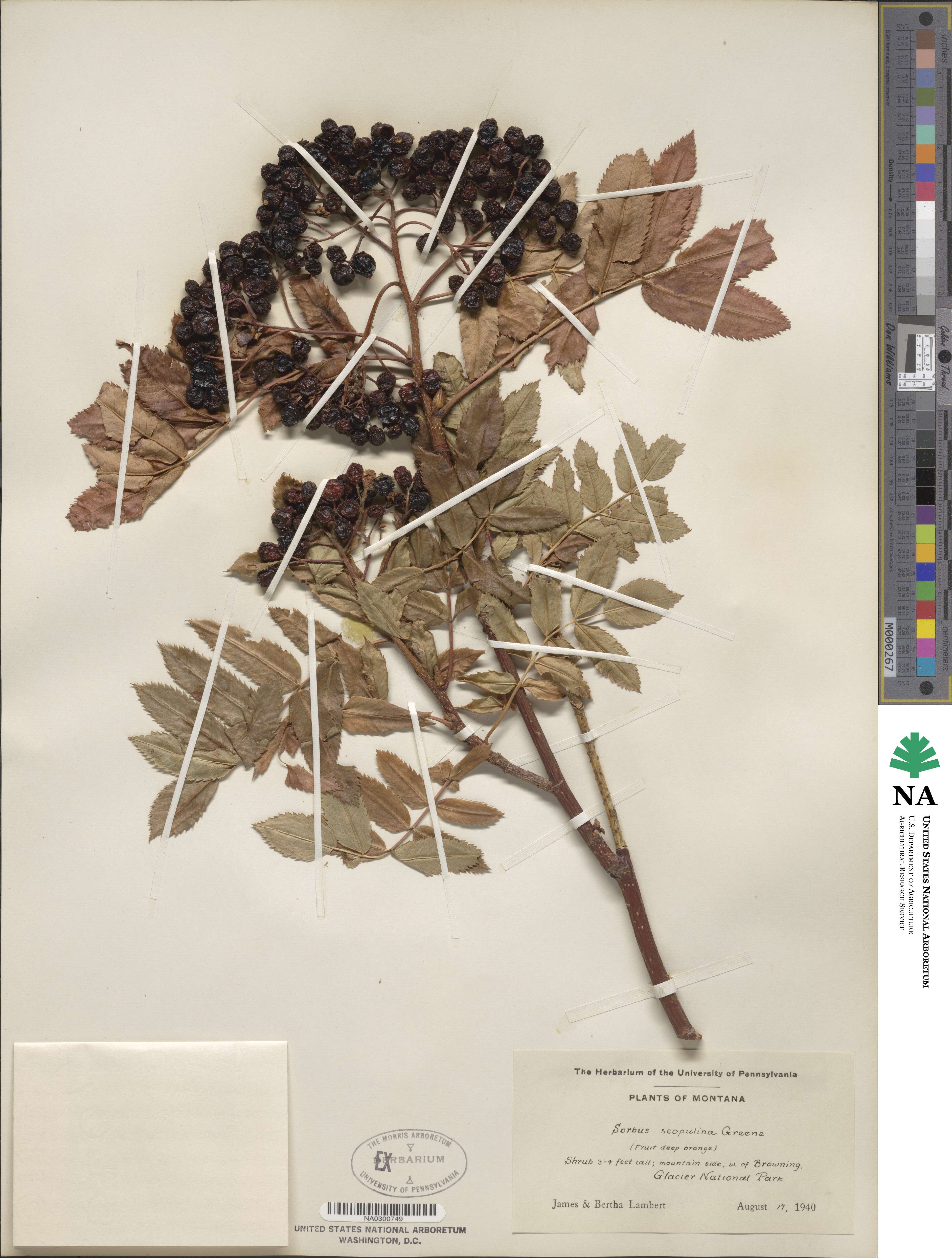 Sorbus scopulina image