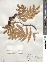 Sorbus scopulina image