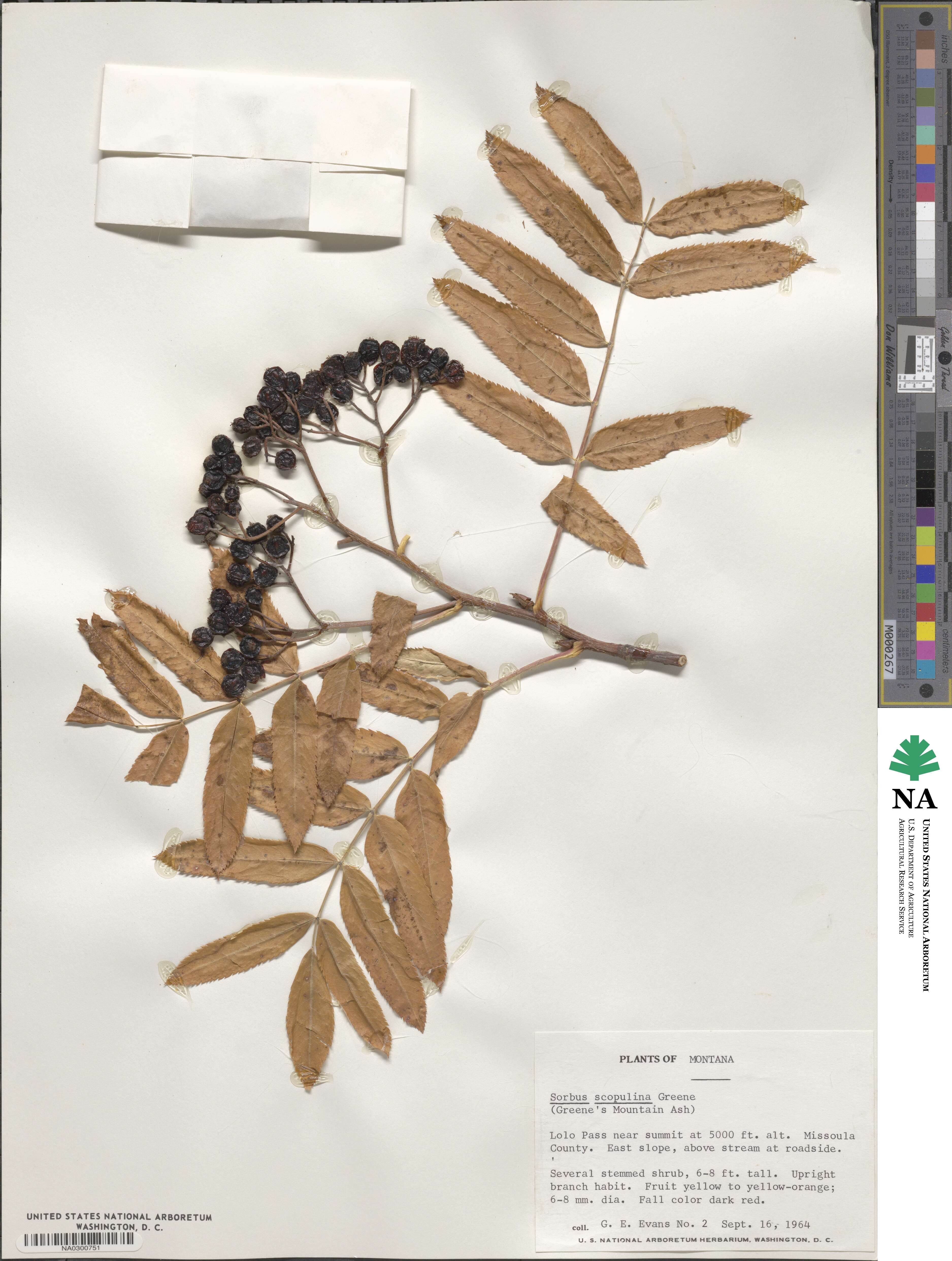 Sorbus scopulina image