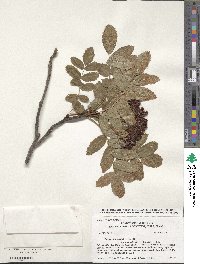 Sorbus scopulina image