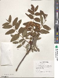 Sorbus sitchensis image