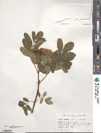 Sorbus sitchensis image