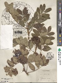 Sorbus sitchensis image