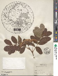 Sorbus sitchensis image