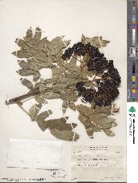 Sorbus sitchensis image