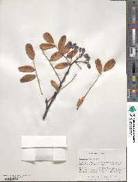 Sorbus sitchensis image