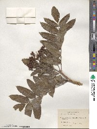 Sorbus sitchensis image