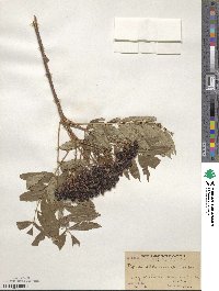 Sorbus sitchensis image