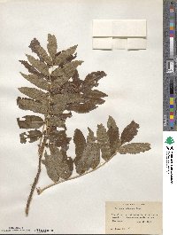 Sorbus sitchensis image