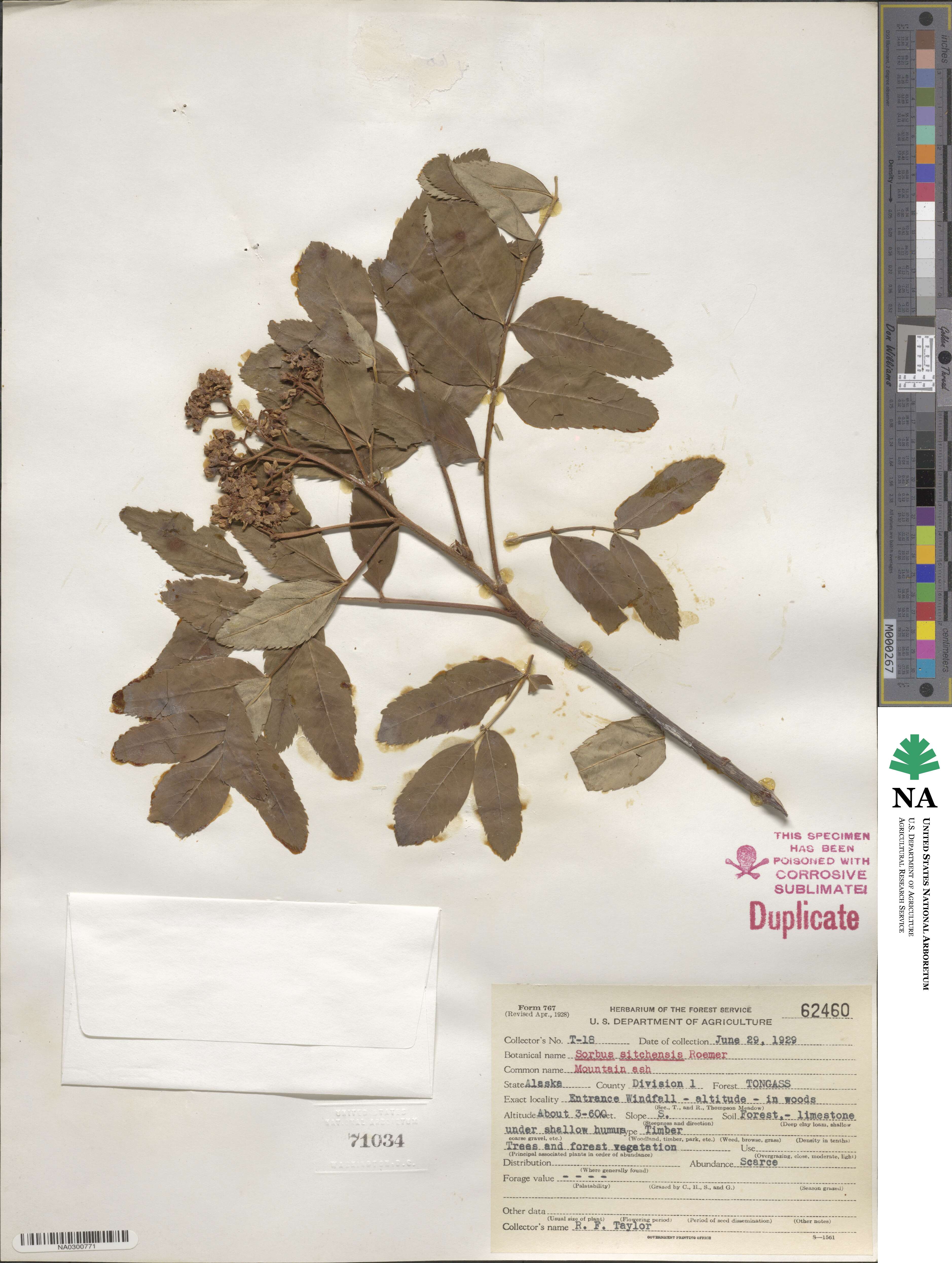 Sorbus sitchensis image