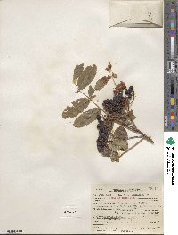 Sorbus sitchensis image