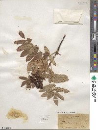 Sorbus sitchensis image