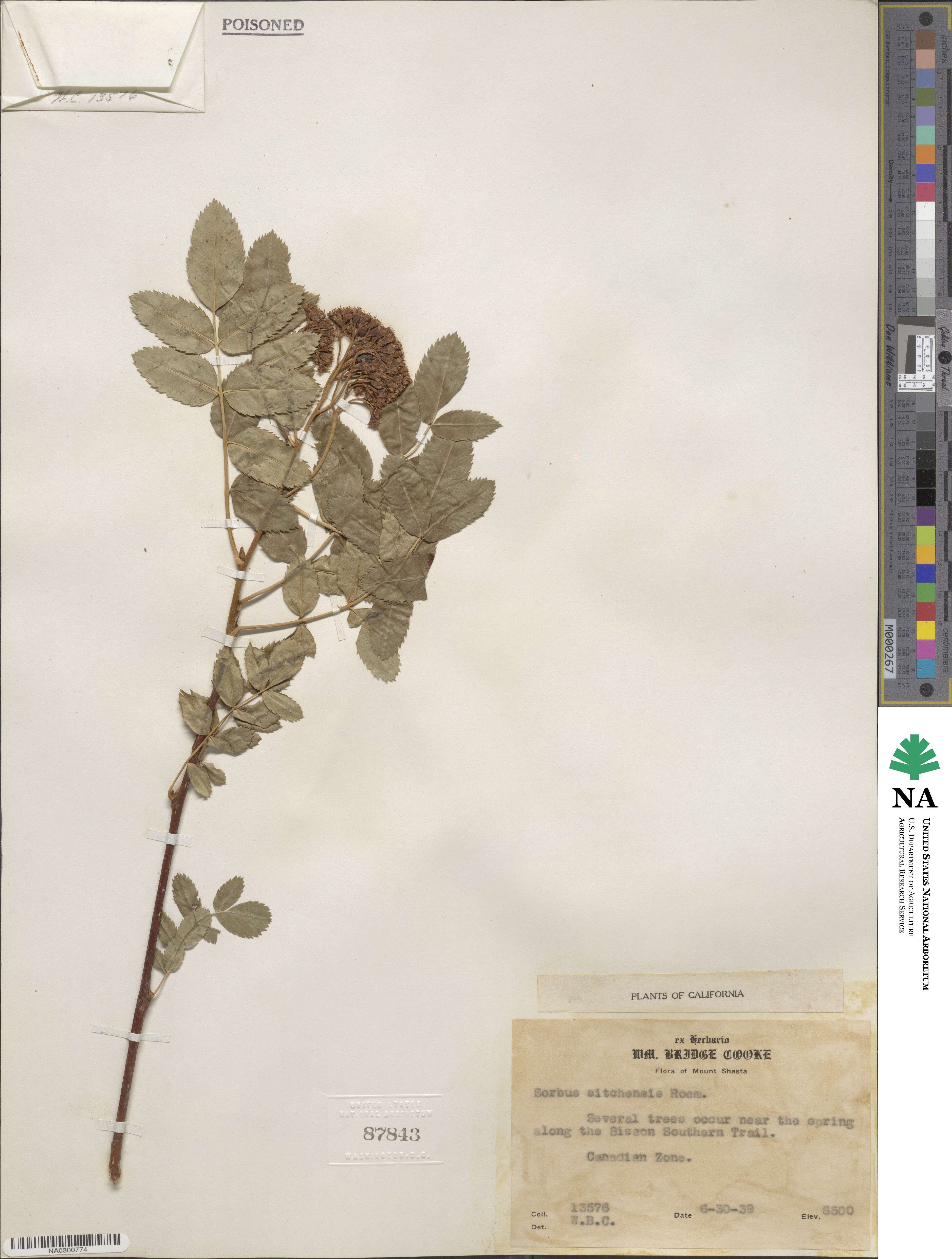 Sorbus sitchensis image