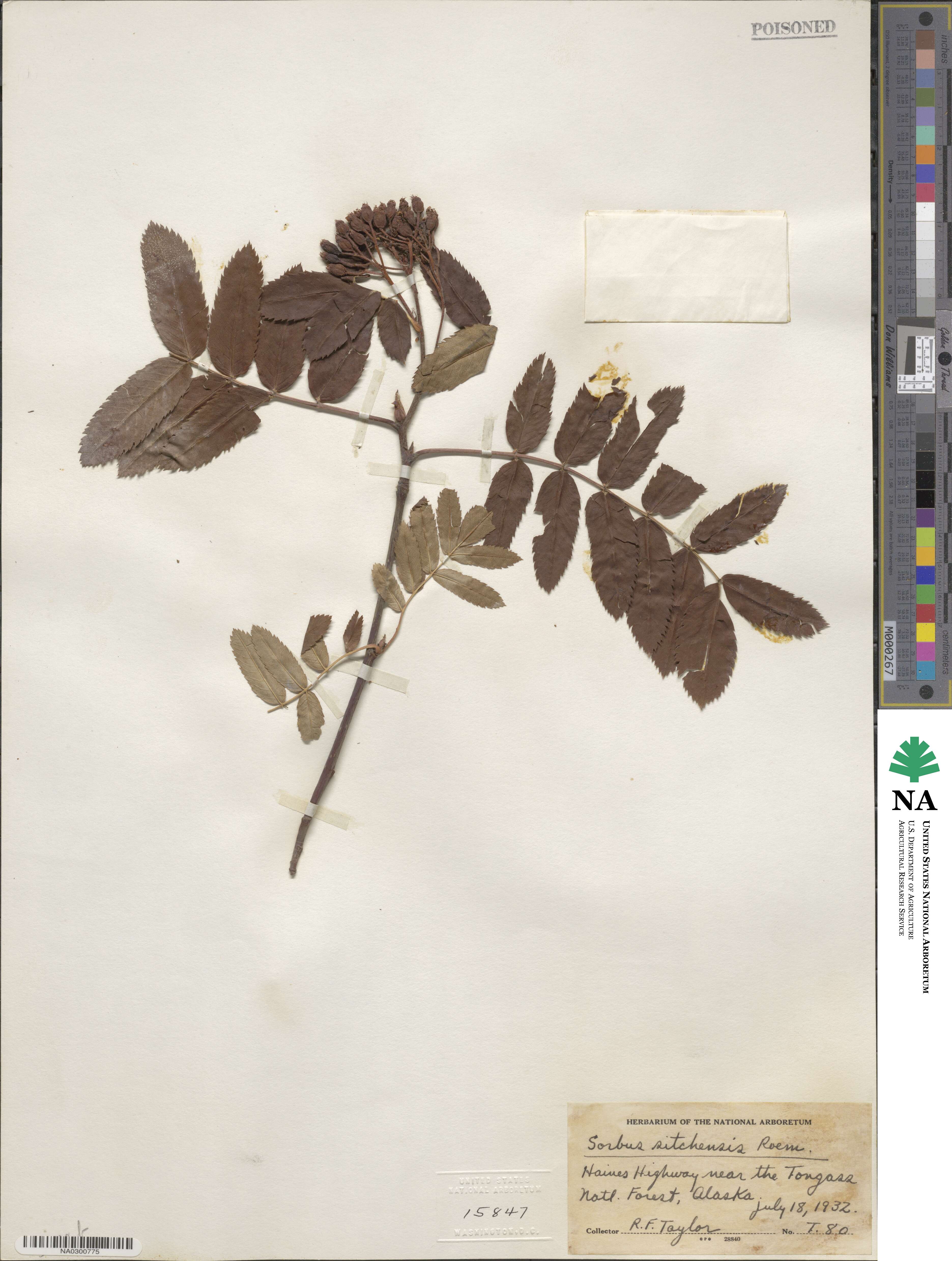 Sorbus sitchensis image