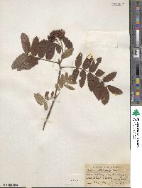 Sorbus sitchensis image