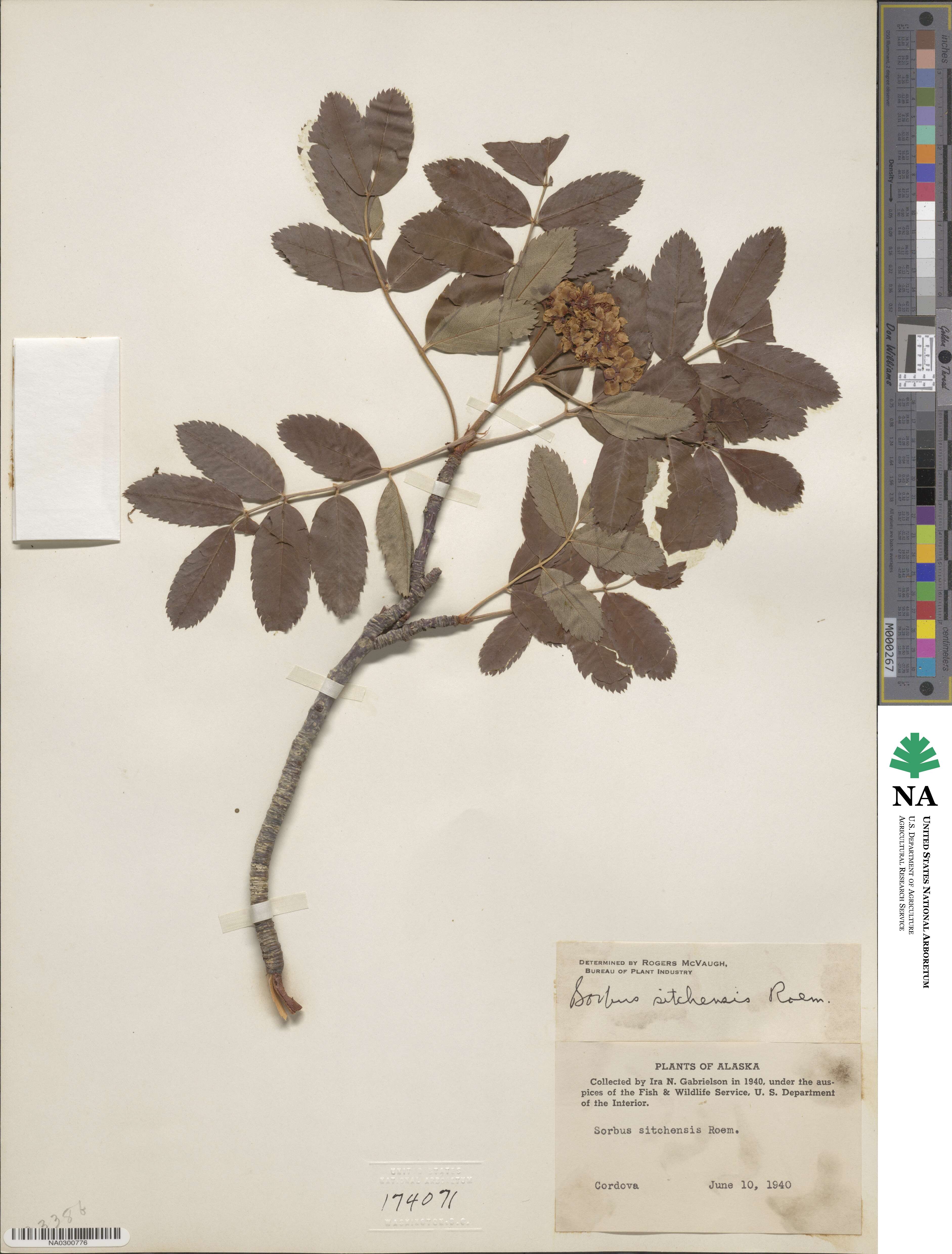 Sorbus sitchensis image