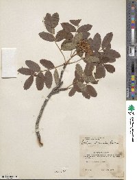 Sorbus sitchensis image