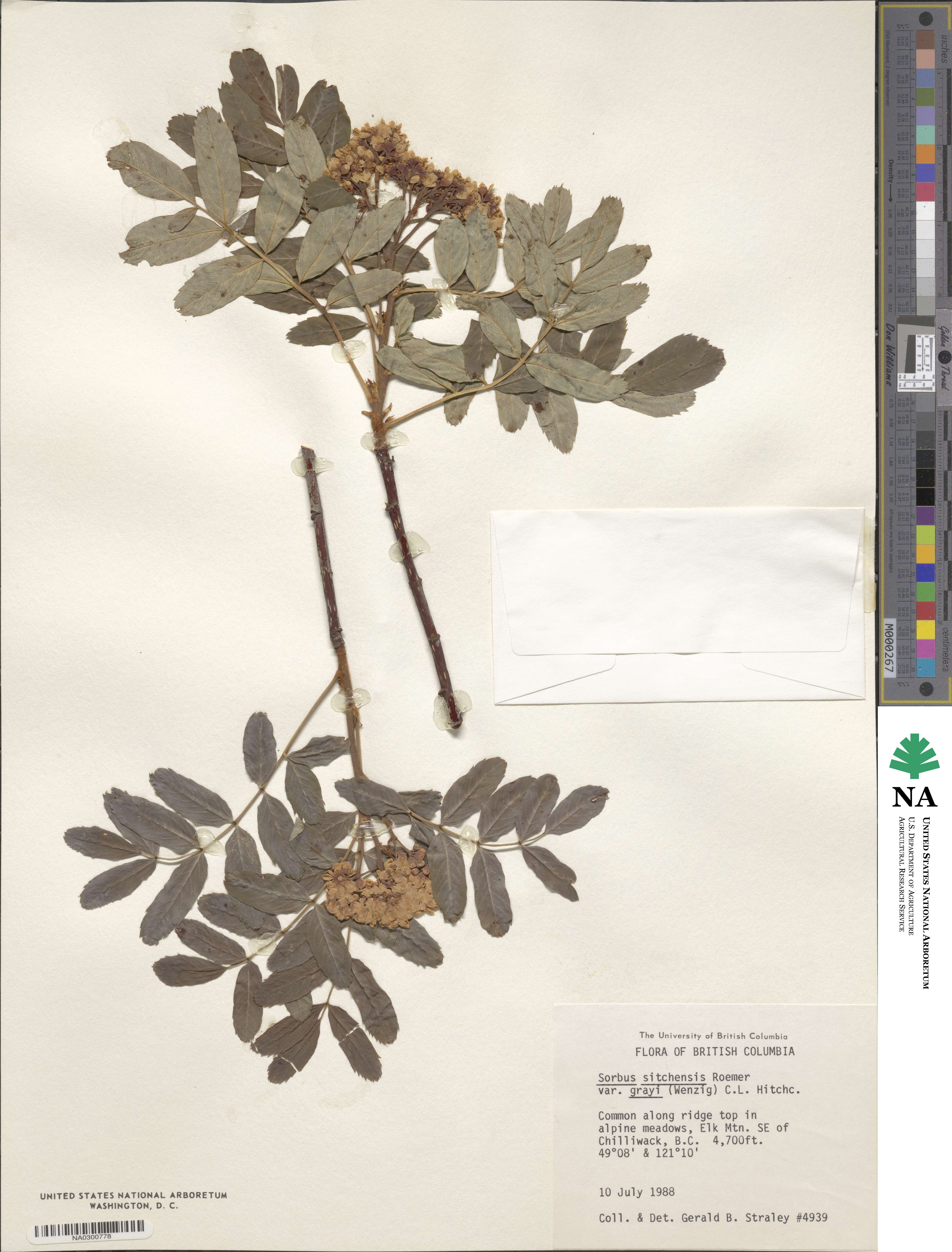 Sorbus sitchensis var. grayi image