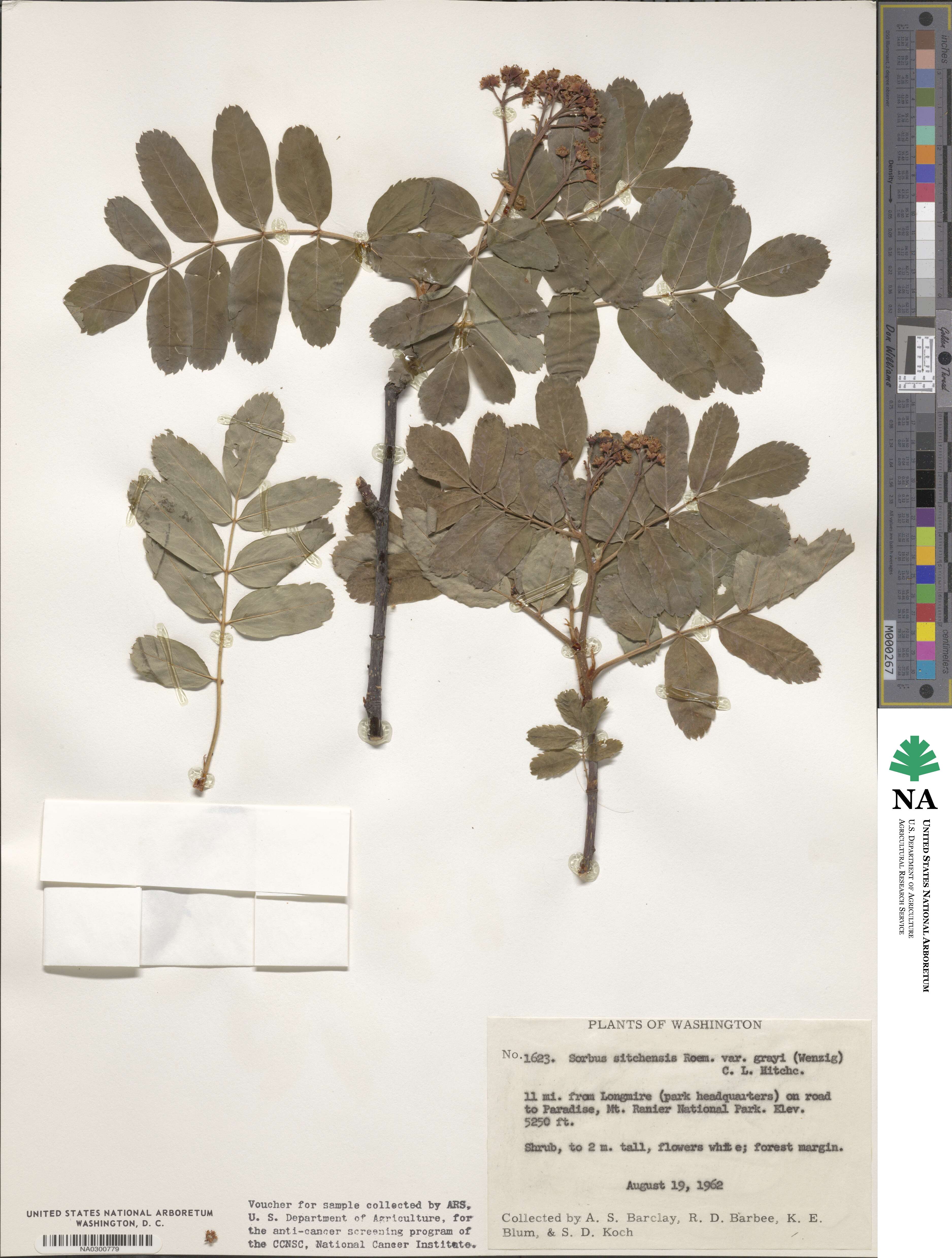 Sorbus sitchensis var. grayi image