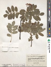 Sorbus sitchensis image