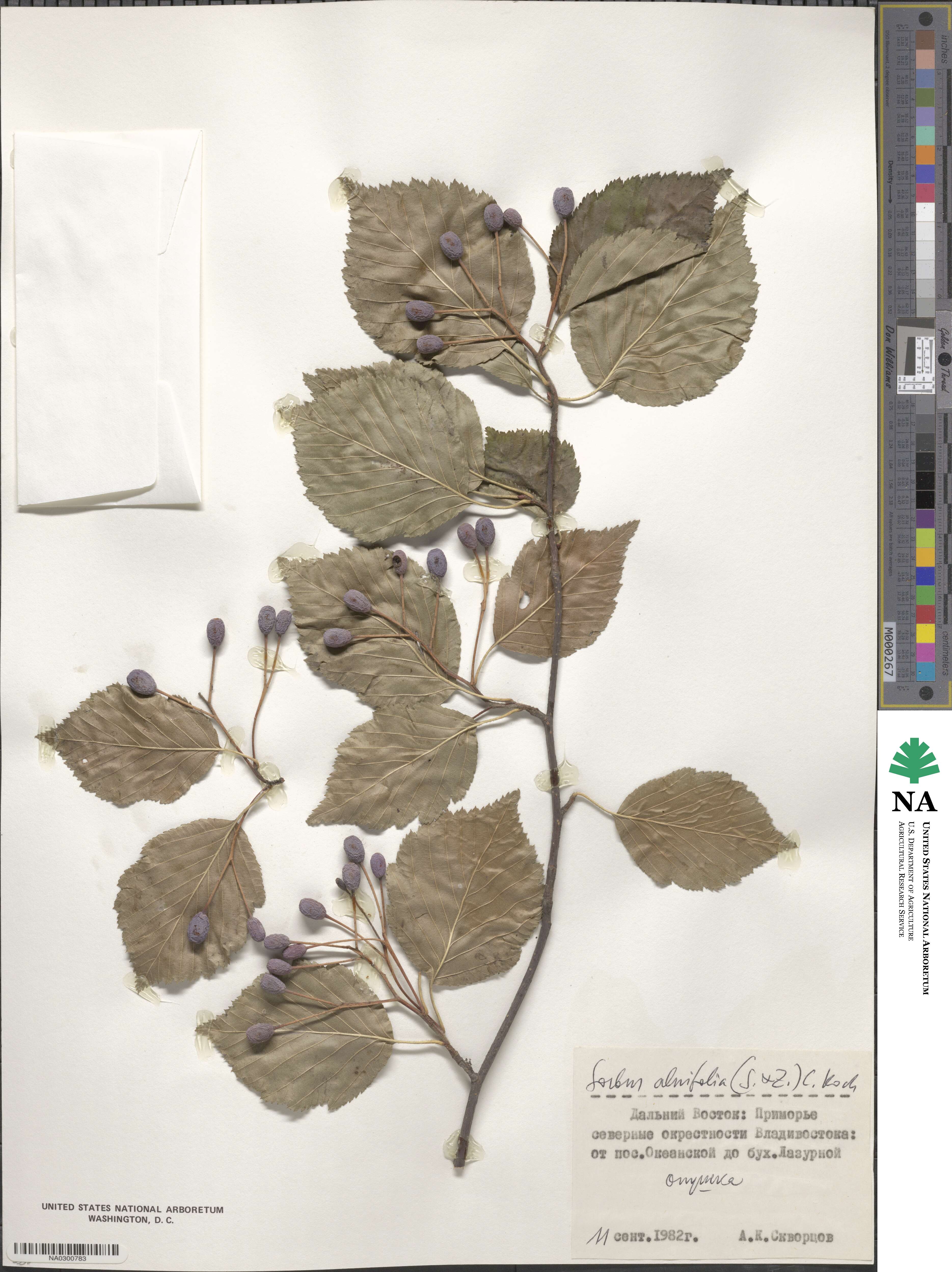 Sorbus alnifolia image
