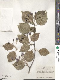 Sorbus alnifolia image