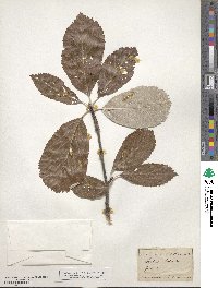 Aria edulis image