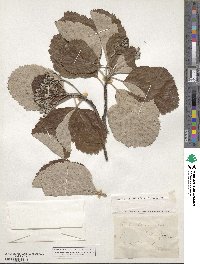 Aria edulis image