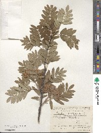 Sorbus aucuparia image