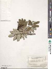 Sorbus aucuparia image