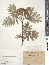 Sorbus aucuparia image