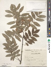 Sorbus aucuparia image