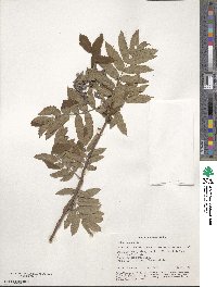 Sorbus aucuparia image