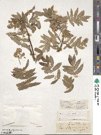 Sorbus aucuparia image