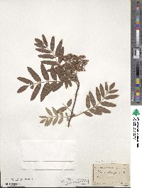 Sorbus aucuparia image